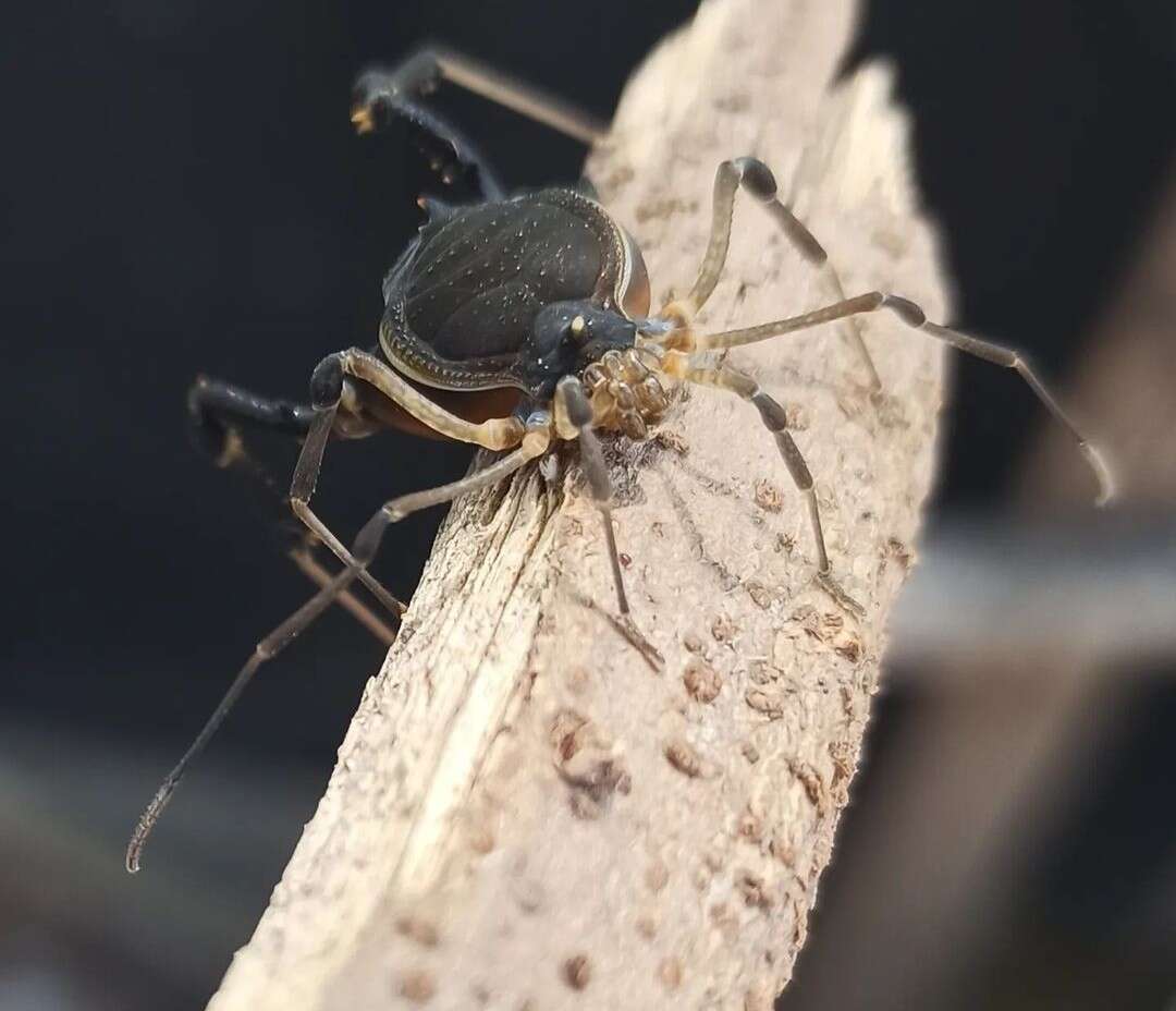 Image de Acanthopachylus aculeatus (Kirby 1819)