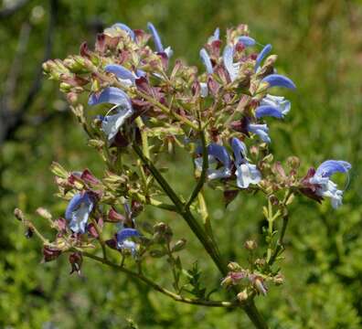 Salvia chamelaeagnea Berg. resmi