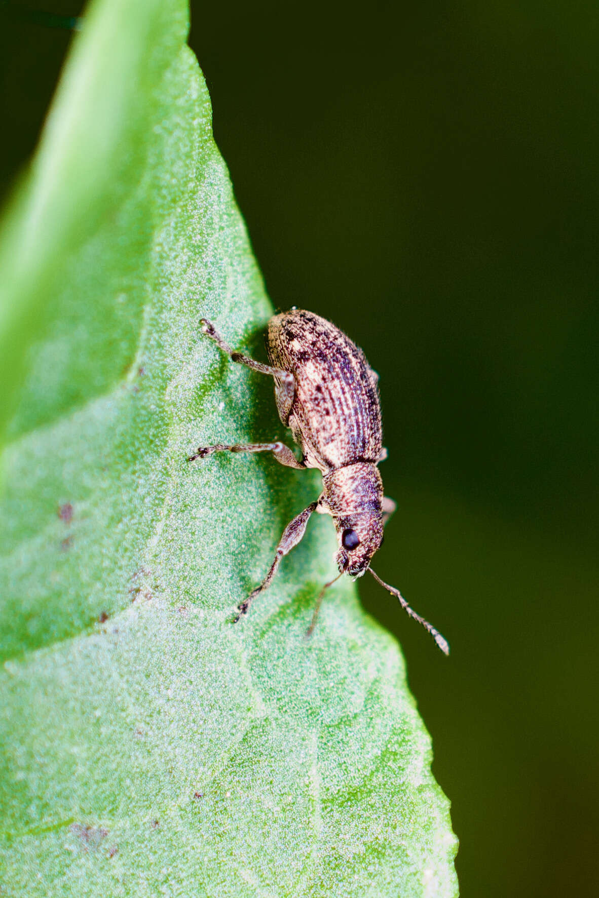 Image of Polydrusus (Scythodrusus) inustus Germar 1824