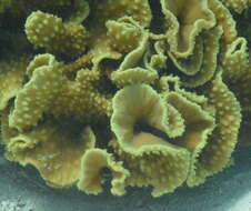 Image of Yellow scroll coral