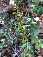 Image of Carex spicatopaniculata Boeckeler ex C. B. Clarke