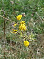 Achillea coarctata Poir.的圖片