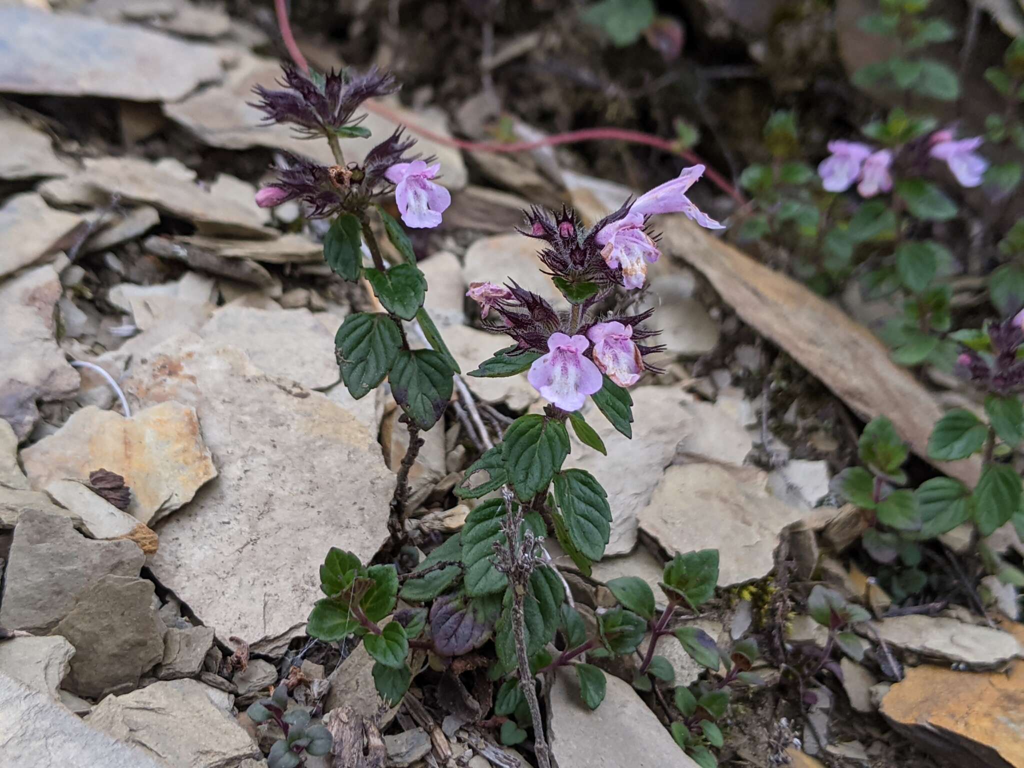 Sivun Clinopodium laxiflorum (Hayata) K. Mori kuva