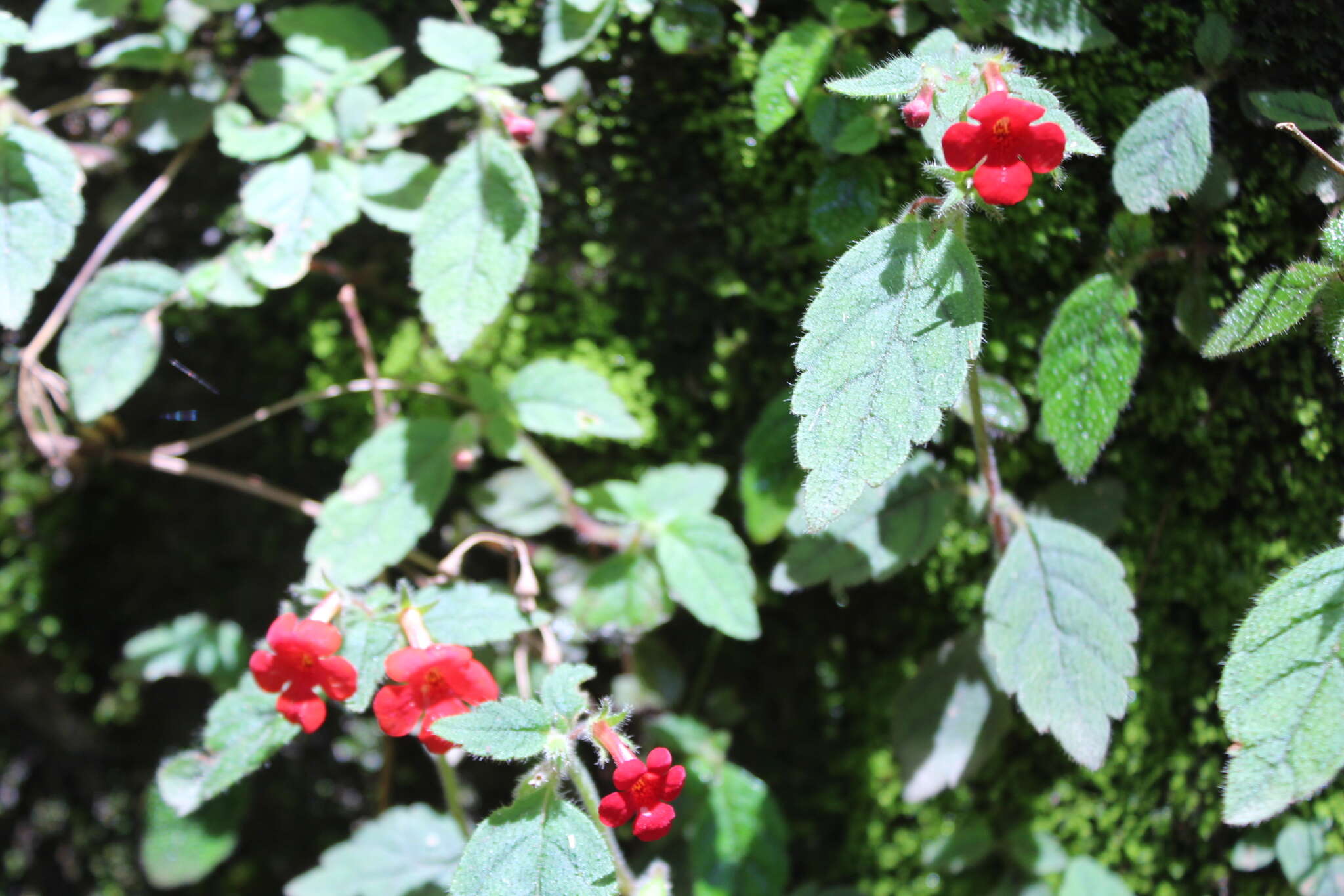 Imagem de Achimenes erecta (Lam.) H. P. Fuchs