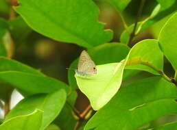 Imagem de Anthene lycaenina miya (Fruhstorfer 1916)