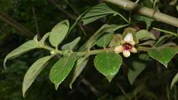 Image of Drymonia alloplectoides Hanst.