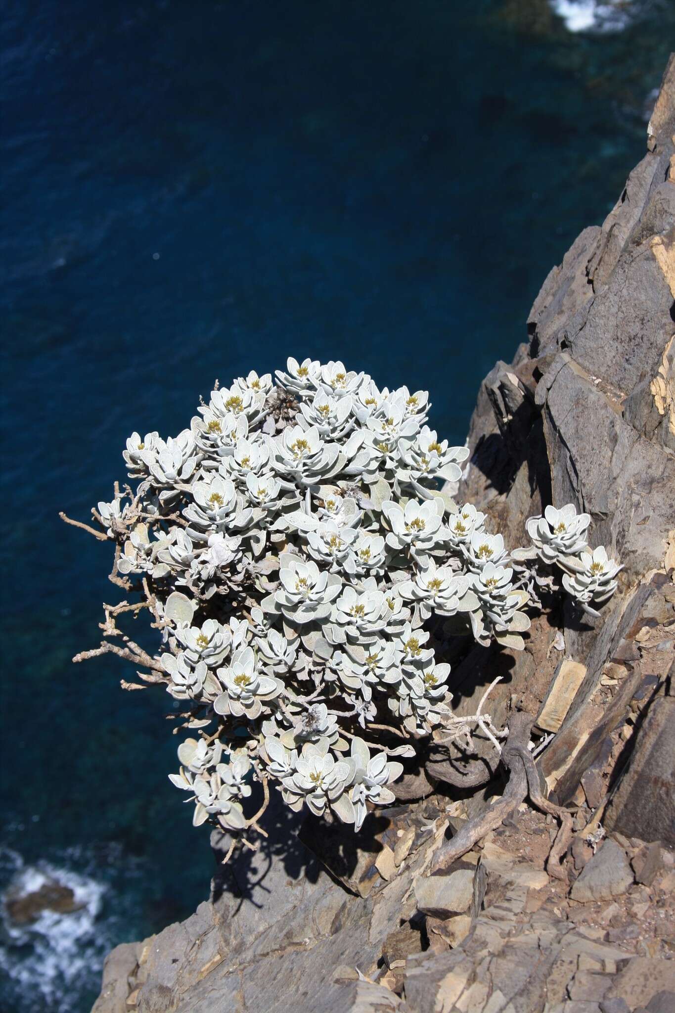 Imagem de Helichrysum obconicum DC.