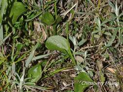 Imagem de Ophioglossum austroasiaticum Nishida