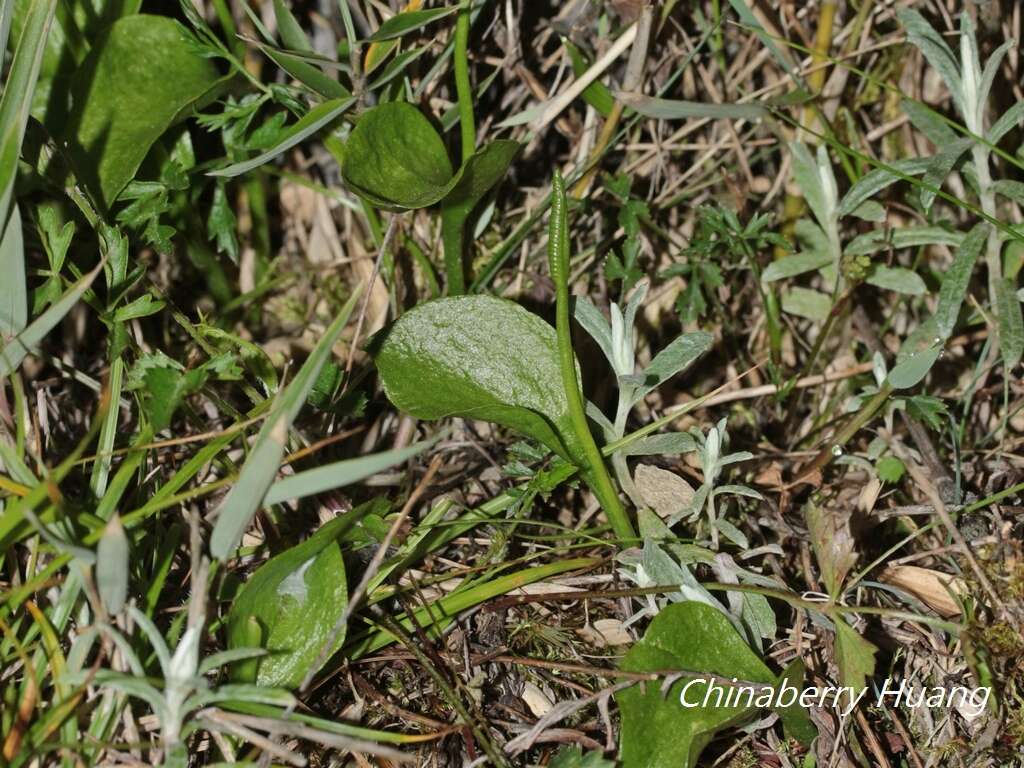 Image of Ophioglossum austroasiaticum Nishida