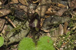 Image of Corybas macranthus (Hook. fil.) Rchb. fil.