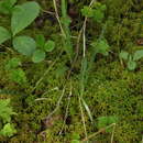 Dactylorhiza traunsteineri subsp. curvifolia (F. Nyl.) Soó的圖片