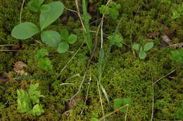 Image of Dactylorhiza traunsteineri subsp. curvifolia (F. Nyl.) Soó