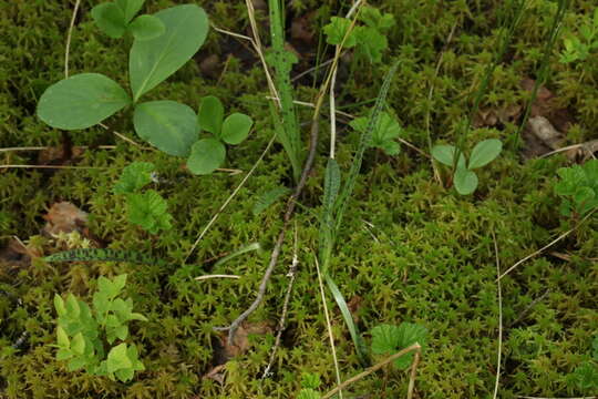 Dactylorhiza traunsteineri subsp. curvifolia (F. Nyl.) Soó的圖片