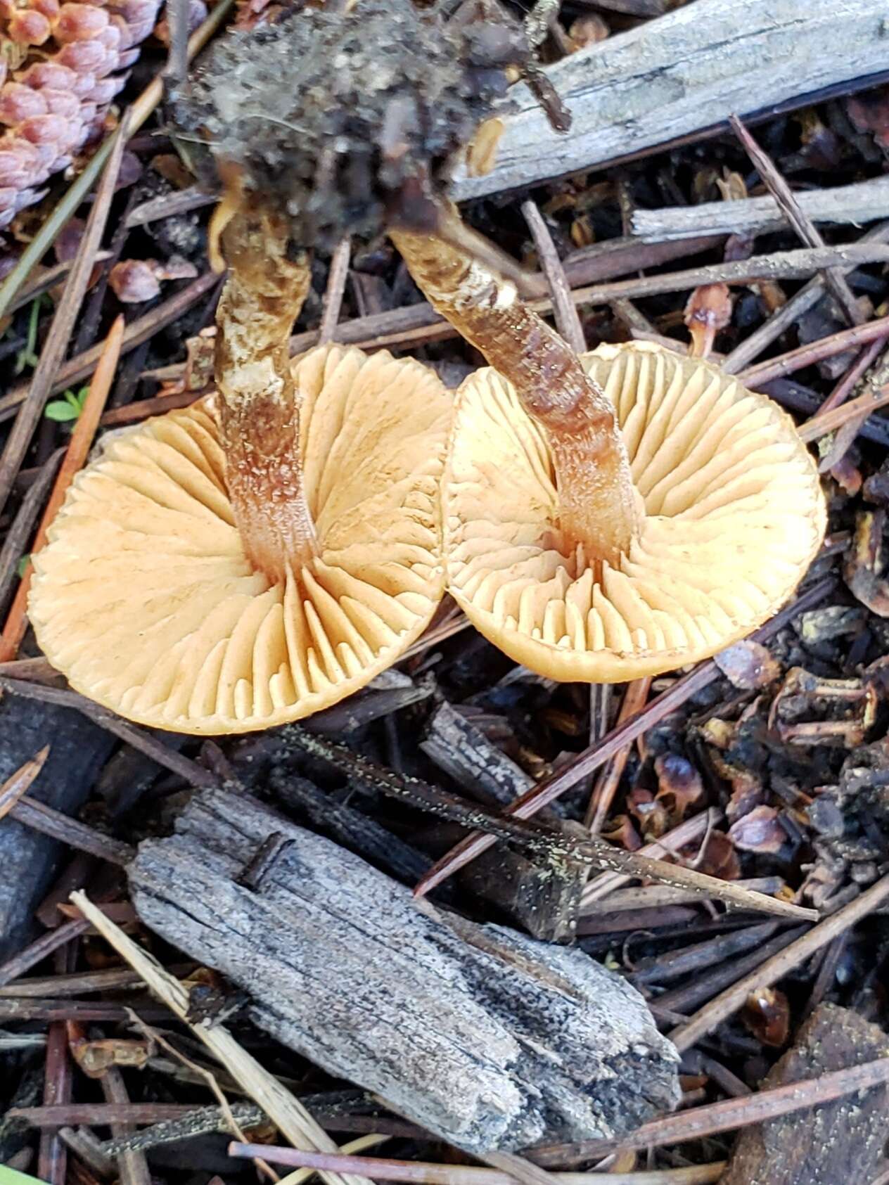 Image de Galerina badipes (Pers.) Kühner 1935