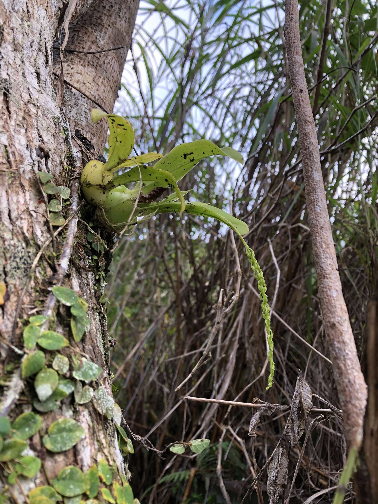 Image of Liparis elliptica Wight