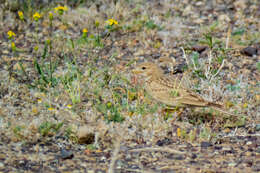 Image of Greater Short-toed Lark