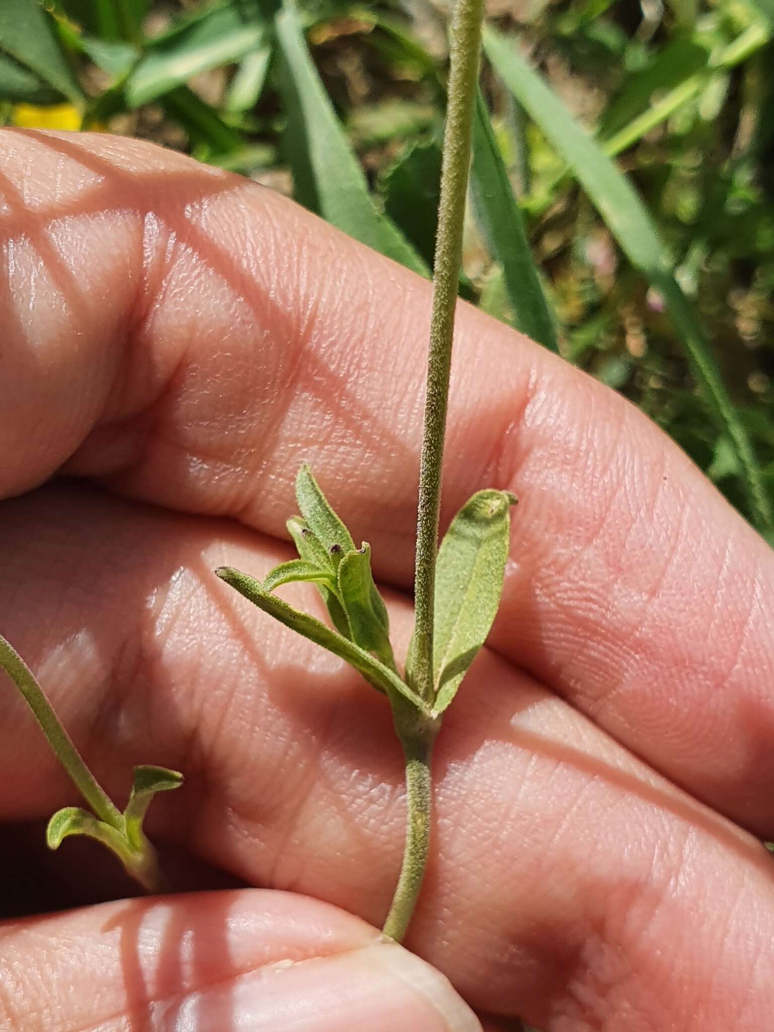 Image of Silene turbinata Guss.