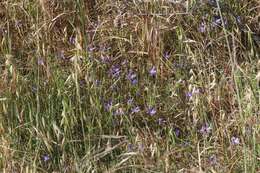 Sivun Brodiaea jolonensis Eastw. kuva