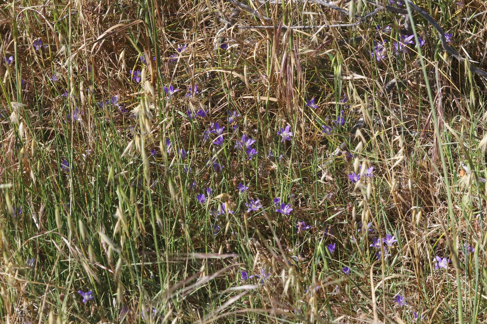 Sivun Brodiaea jolonensis Eastw. kuva