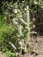 Image of coastal cholla