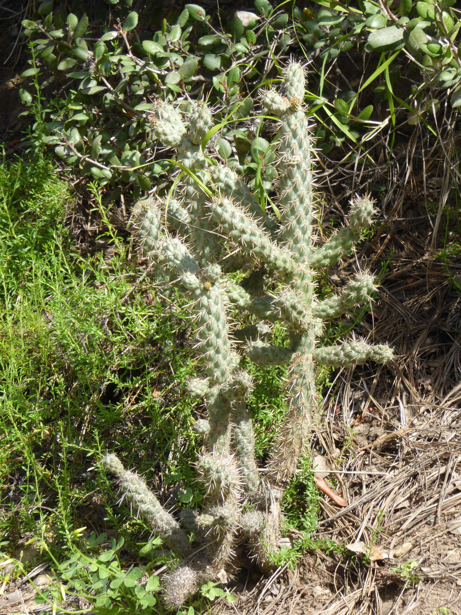 Image of coastal cholla