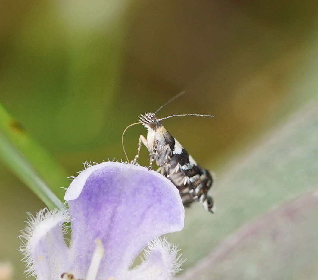 Image de Glyphipterix platydisema Lower 1893