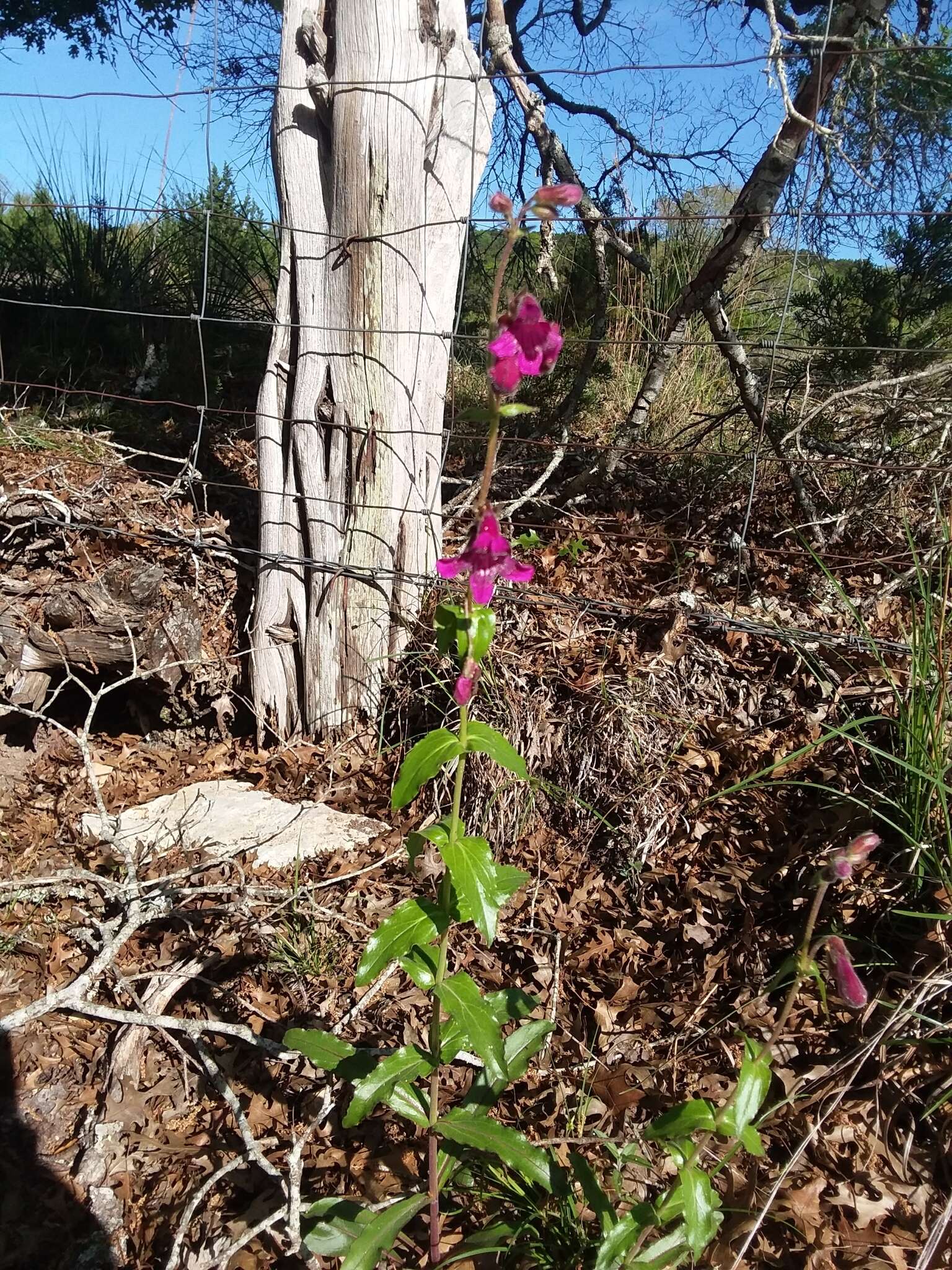 Слика од Penstemon triflorus Heller