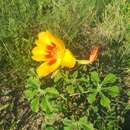 Imagem de Cochlospermum wrightii (A. Gray) Byng & Christenh.