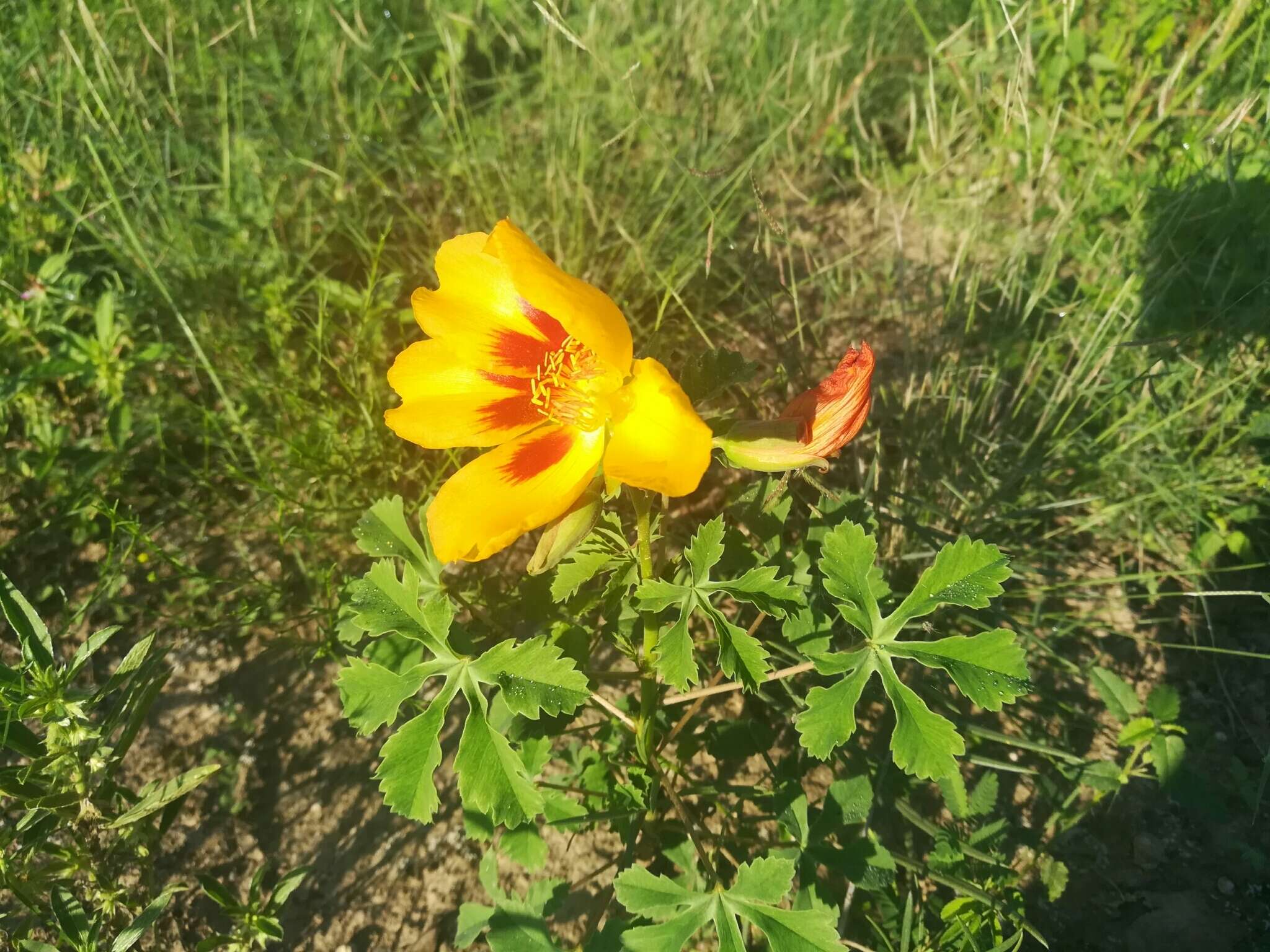 Imagem de Cochlospermum wrightii (A. Gray) Byng & Christenh.