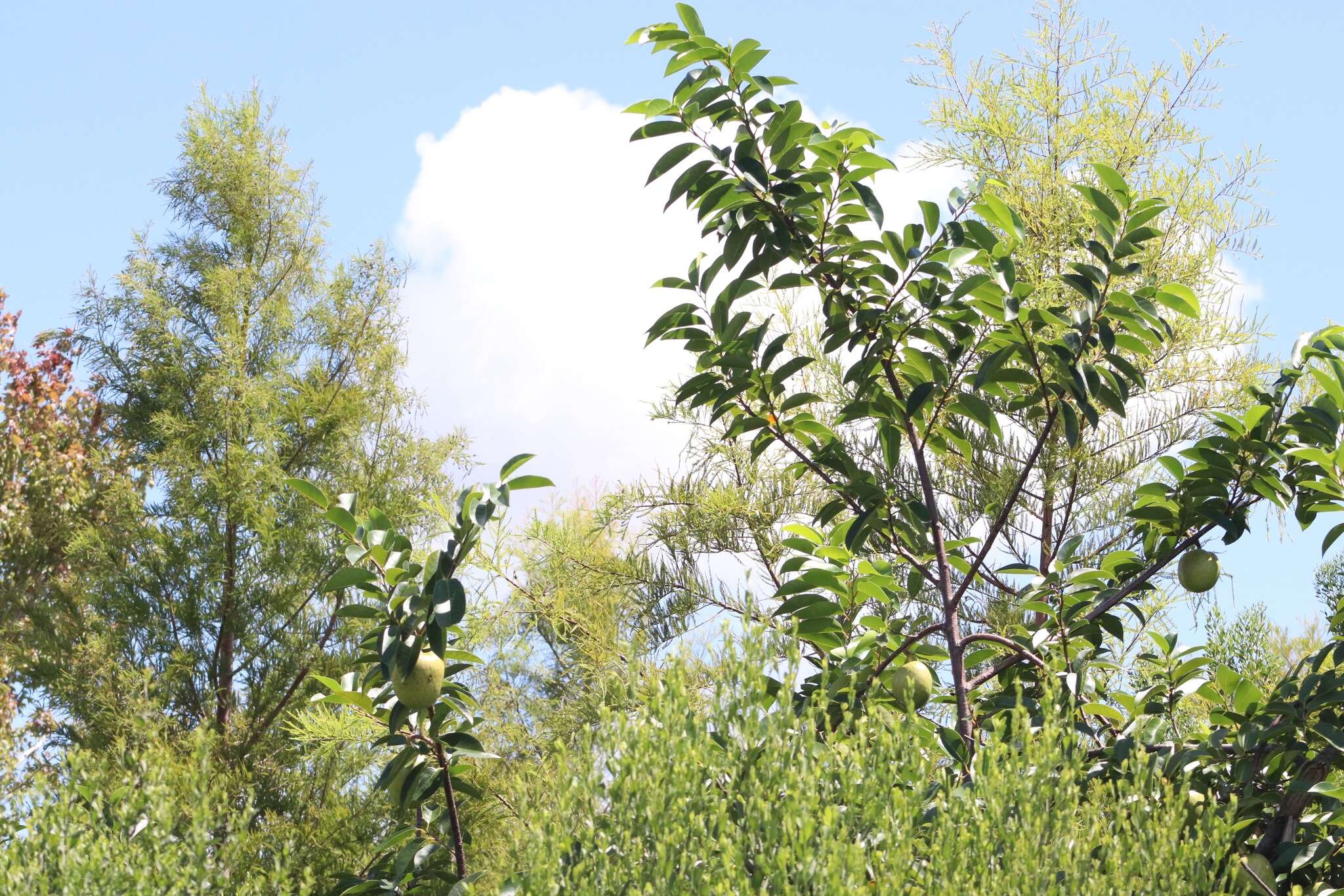 Слика од Annona glabra L.