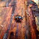 Image of Sundablatta sexpunctata (Hanitsch 1923)