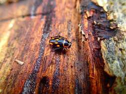 Sundablatta sexpunctata (Hanitsch 1923) resmi