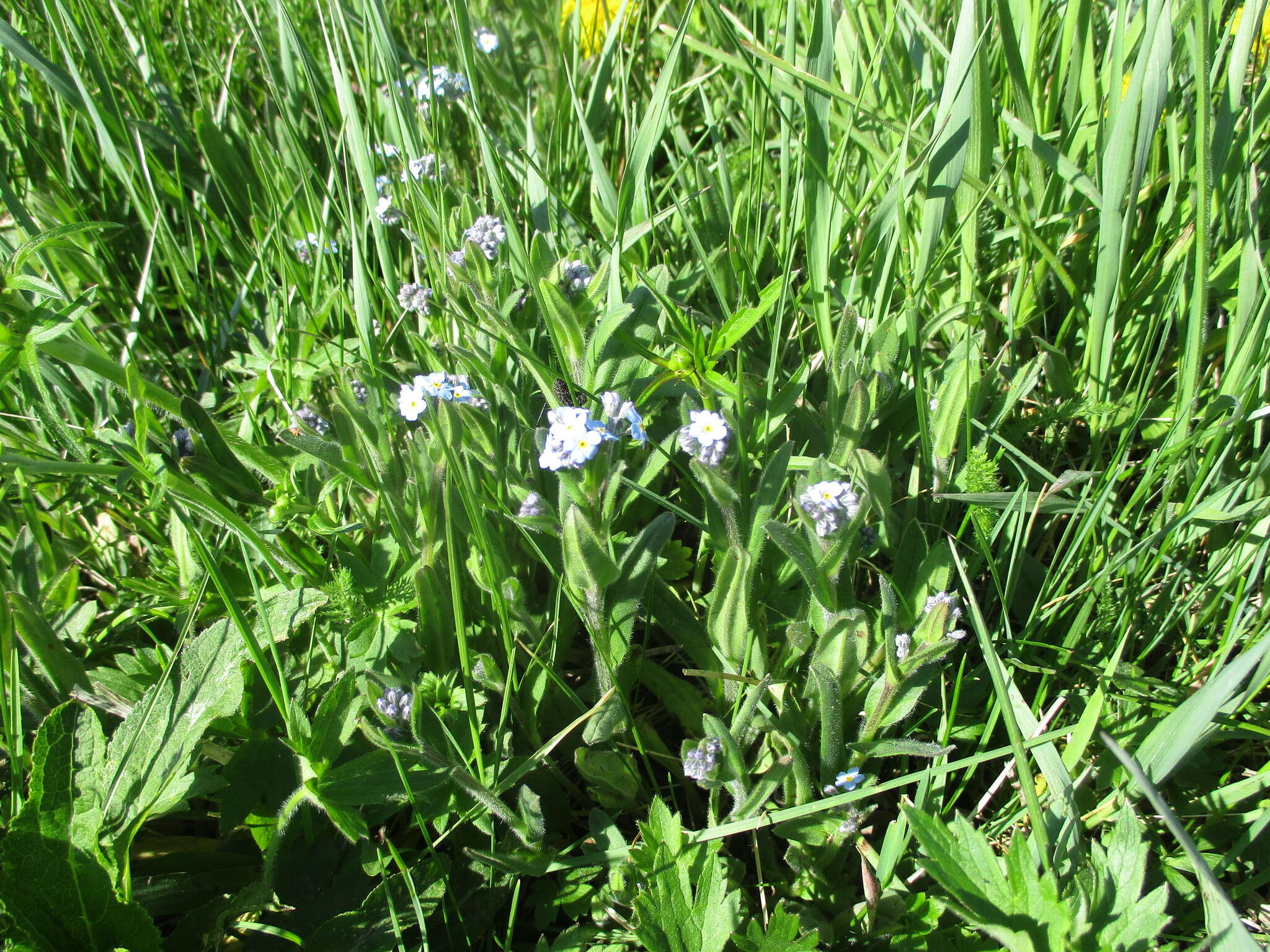 Image of Myosotis alpestris subsp. alpestris