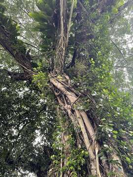 Image of Ficus punctata Thunb.