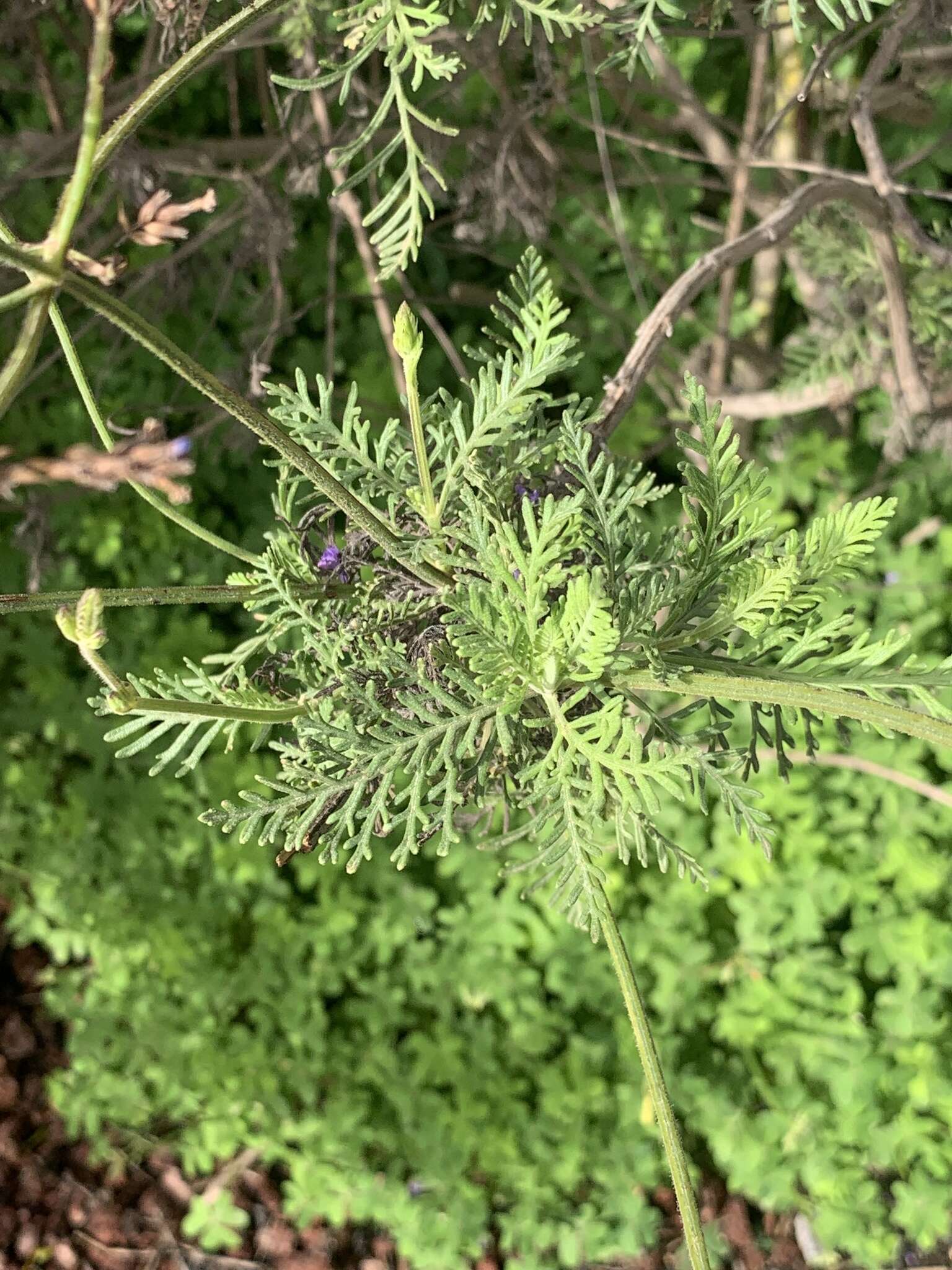 Image of Lavandula canariensis subsp. canariensis