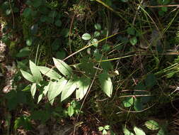 Image of low false bindweed