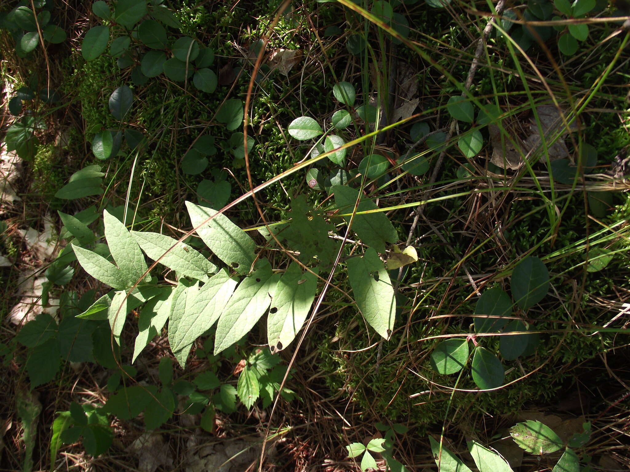 Image of low false bindweed