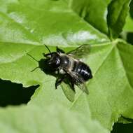 Image of Small-handed Leaf-cutter Bee