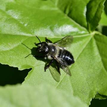 Imagem de Megachile gemula Cresson 1878