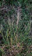 Image of Carolina crabgrass