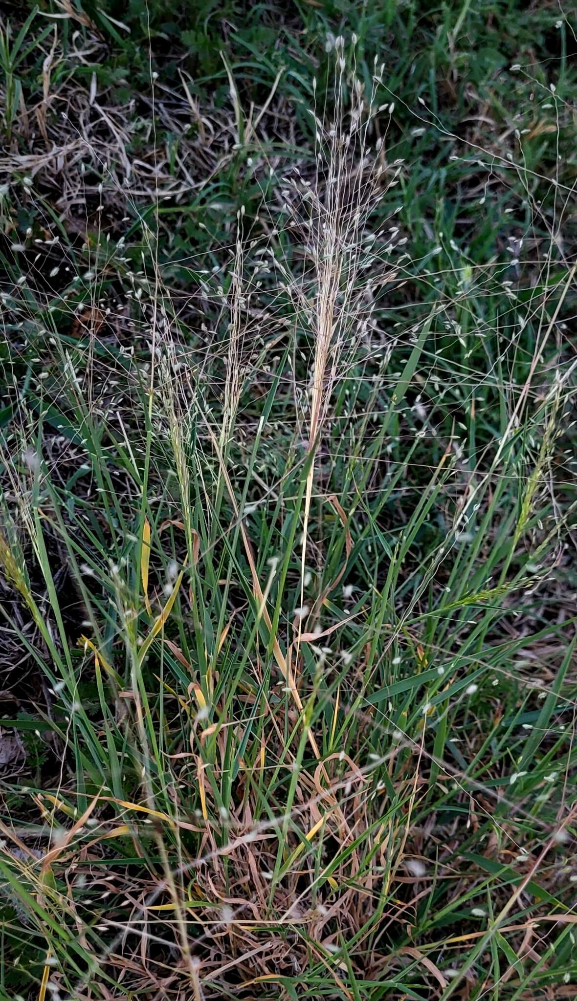 Image of Carolina crabgrass