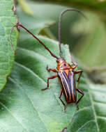 Imagem de Oxymerus aculeatus Dupont 1838