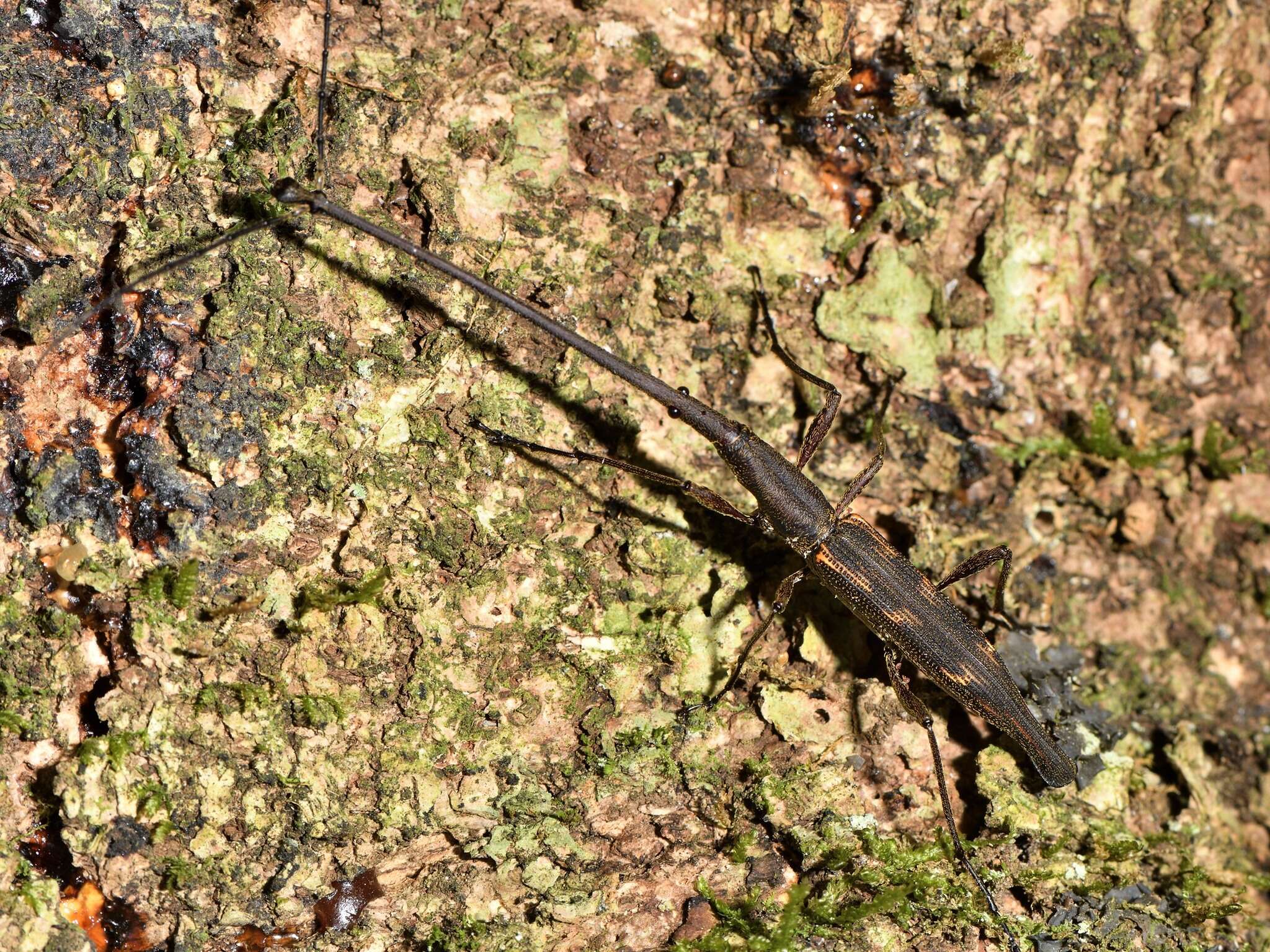 Image of Giraffe weevil