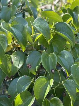 Image of Dioscorea cotinifolia Kunth