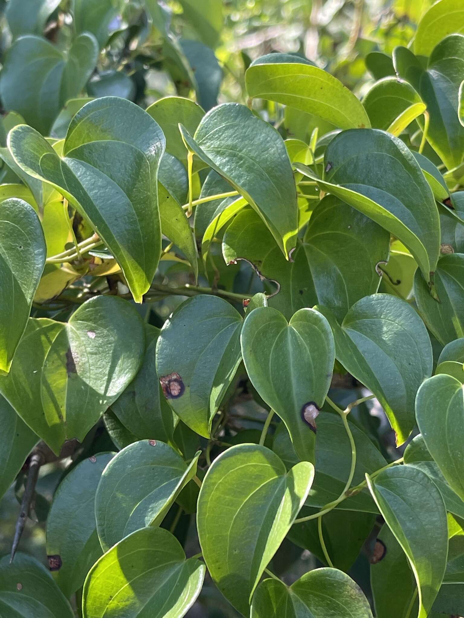 Image of Dioscorea cotinifolia Kunth