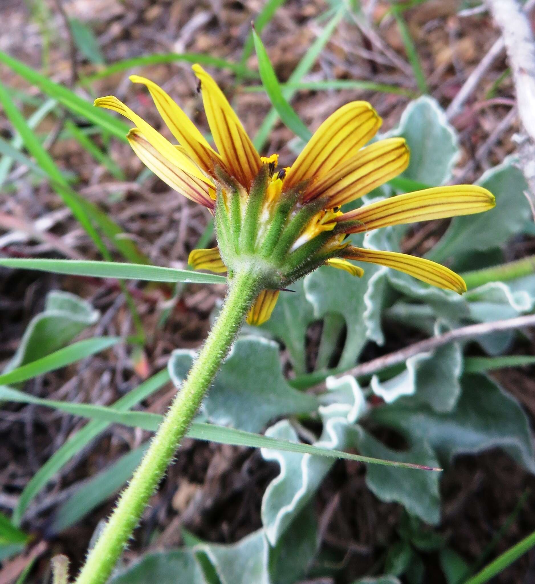 Image of Osteospermum tomentosum (L. fil.) Norlindh