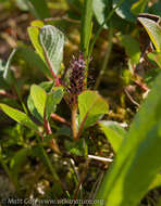 Image of sprouting leaf willow