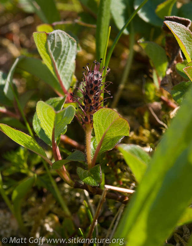 Image of sprouting leaf willow