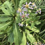 Image of Marsh American-Aster