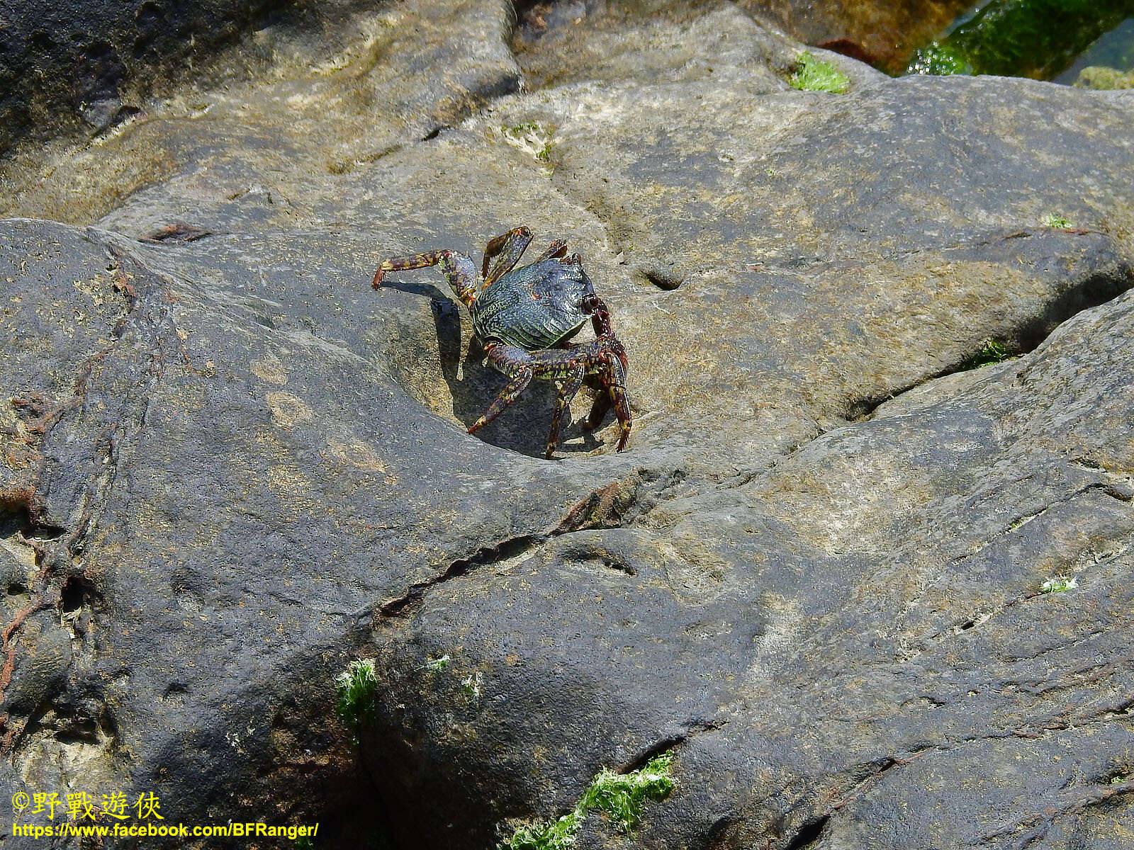 Image of Shore crab